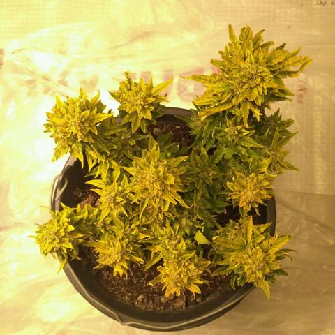 Satori growlog timeline photo
