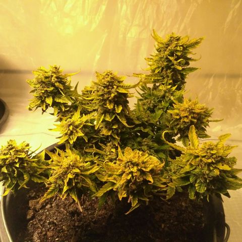 Satori growlog timeline photo