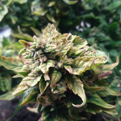 Satori growlog timeline photo