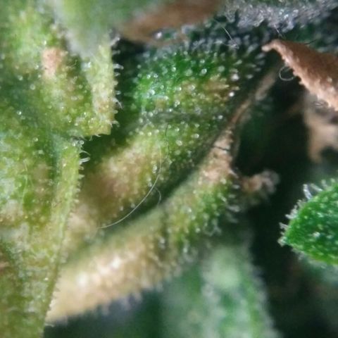 Satori growlog timeline photo