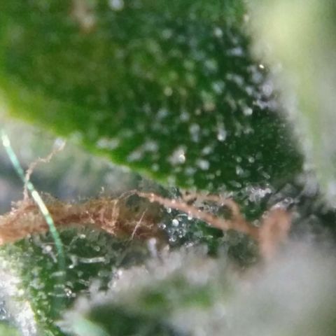 Satori growlog timeline photo