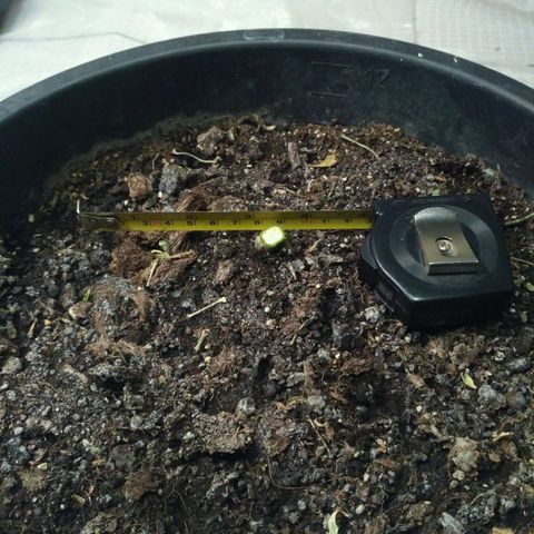 Satori growlog timeline photo
