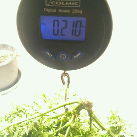 Satori growlog timeline photo