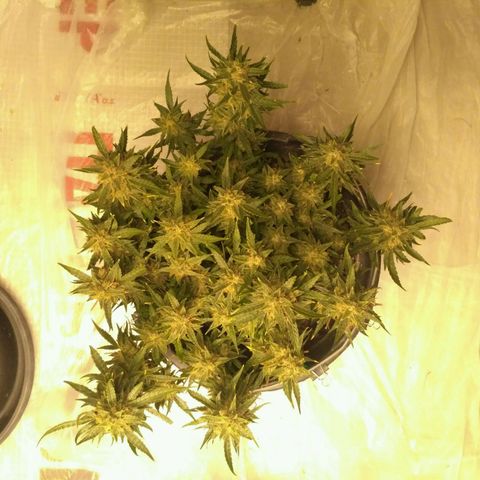 Tutankhamon growlog timeline photo