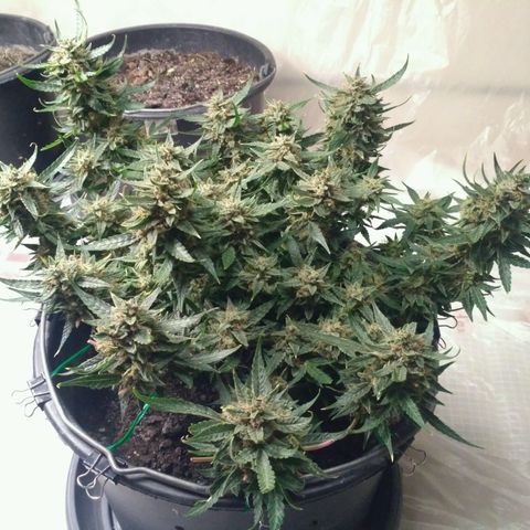 Tutankhamon growlog timeline photo