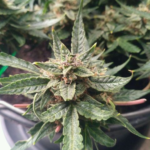 Tutankhamon growlog timeline photo