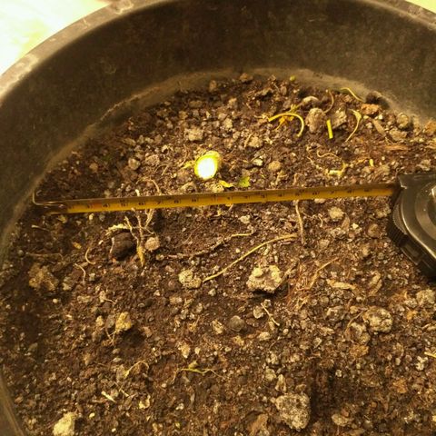 Tutankhamon growlog timeline photo