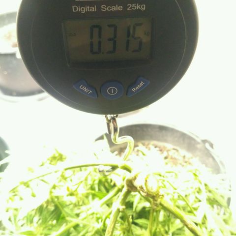 Tutankhamon growlog timeline photo