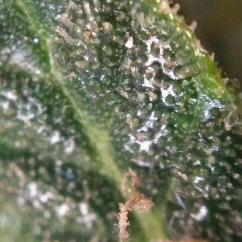 Tutankhamon growlog timeline photo