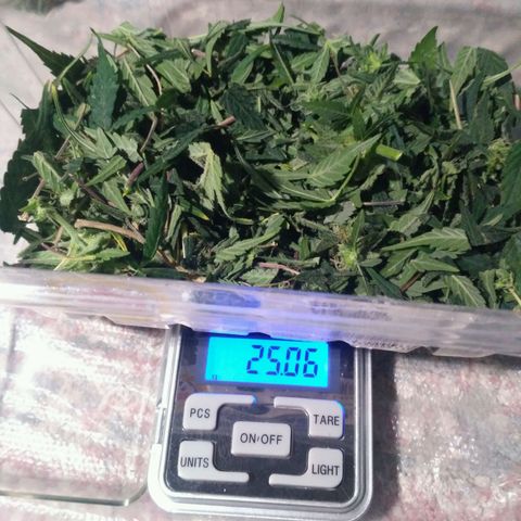 LSD growlog timeline photo