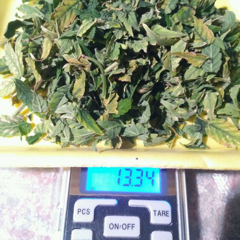 Satori growlog timeline photo