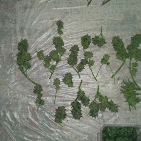 Tutankhamon growlog timeline photo