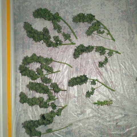 LSD growlog timeline photo