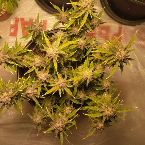 AK 47 Auto growlog timeline photo