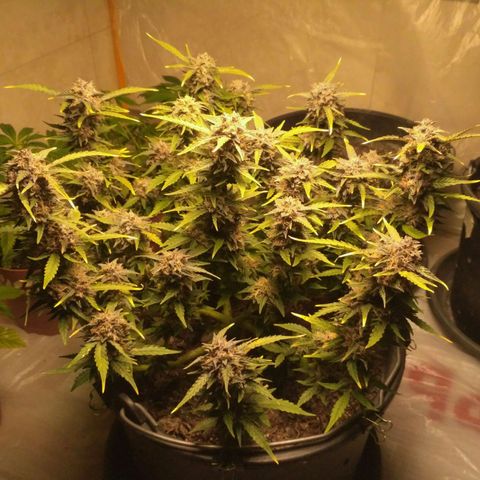 AK 47 Auto growlog timeline photo