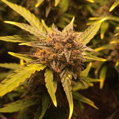 AK 47 Auto growlog timeline photo