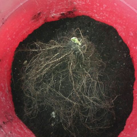 Tutankhamon growlog timeline photo