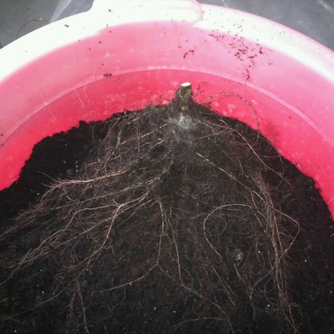 Satori growlog timeline photo