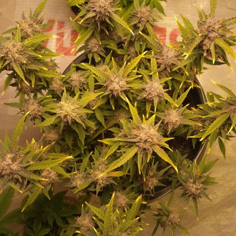 AK 47 Auto growlog timeline photo