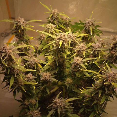 AK 47 Auto growlog timeline photo