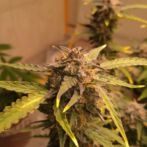 AK 47 Auto growlog timeline photo