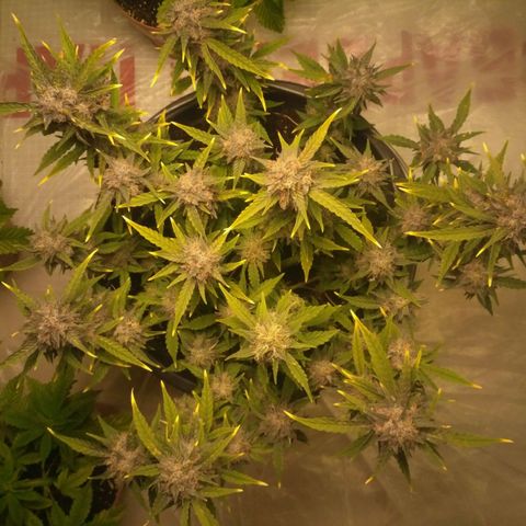 AK 47 Auto growlog timeline photo