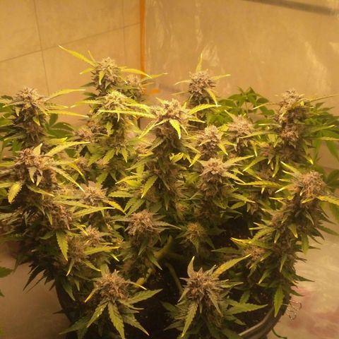 AK 47 Auto growlog timeline photo