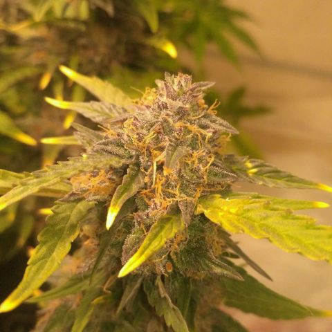 AK 47 Auto growlog timeline photo