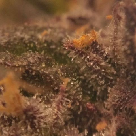 AK 47 Auto growlog timeline photo
