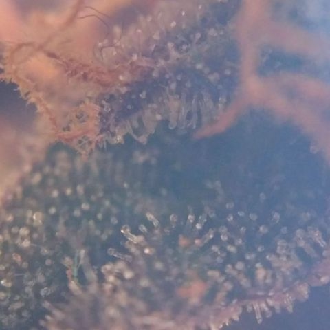 AK 47 Auto growlog timeline photo