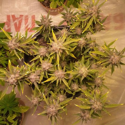 AK 47 Auto growlog timeline photo