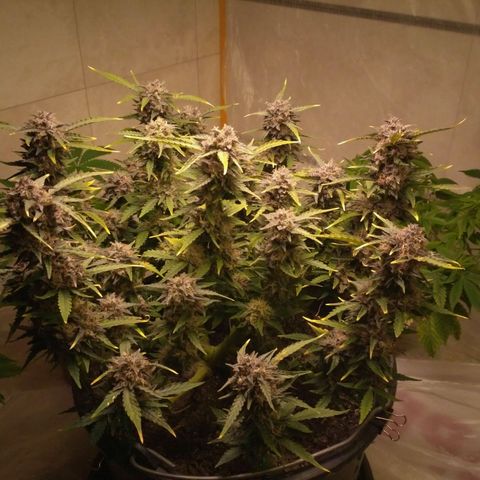 AK 47 Auto growlog timeline photo