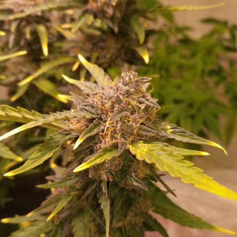 AK 47 Auto growlog timeline photo
