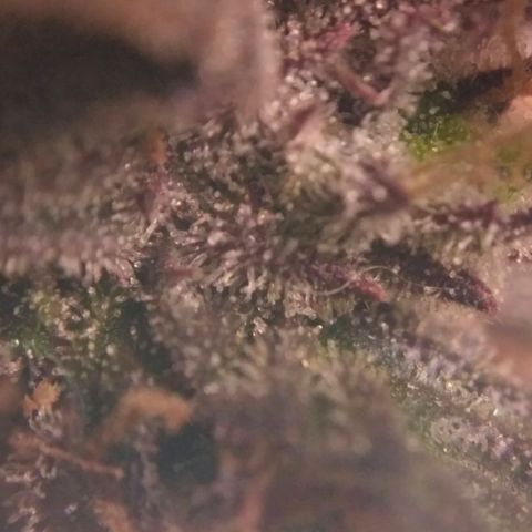 AK 47 Auto growlog timeline photo