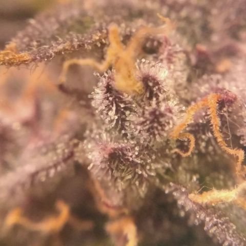 AK 47 Auto growlog timeline photo