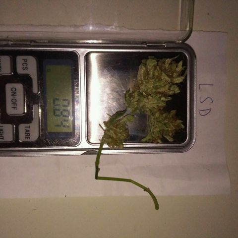 LSD growlog timeline photo