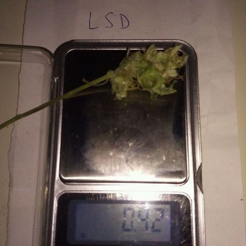 LSD growlog timeline photo