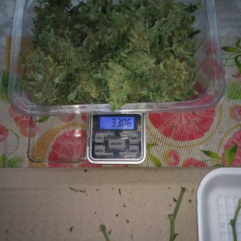 Satori growlog timeline photo