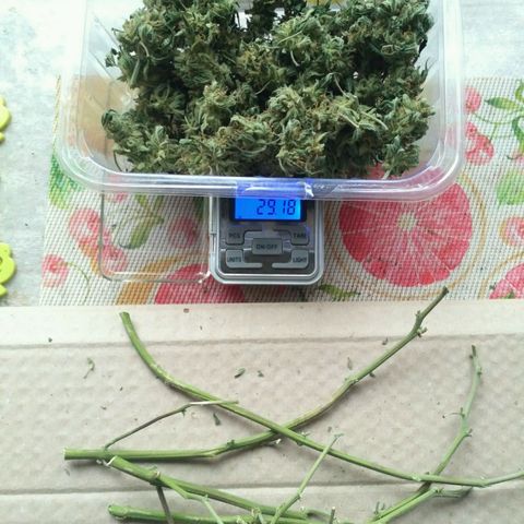 LSD growlog timeline photo