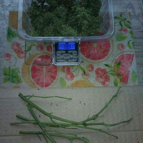 LSD growlog timeline photo