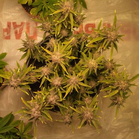AK 47 Auto growlog timeline photo