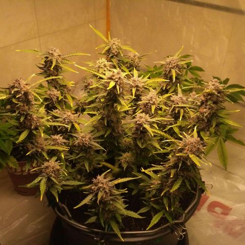 AK 47 Auto growlog timeline photo