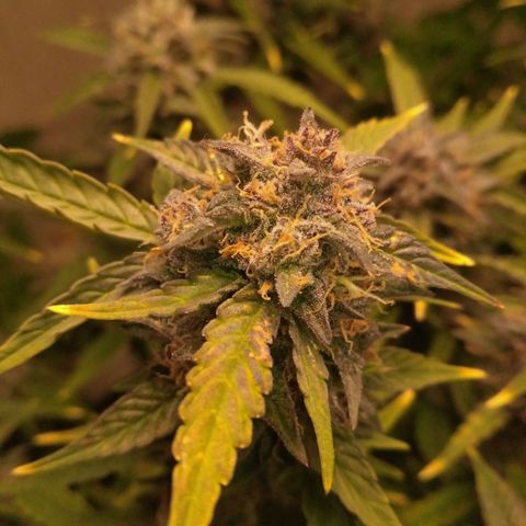 AK 47 Auto growlog timeline photo