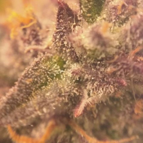 AK 47 Auto growlog timeline photo