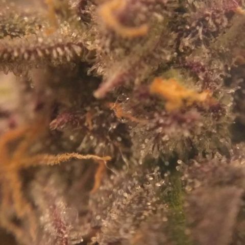 AK 47 Auto growlog timeline photo