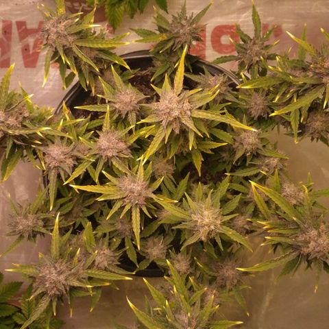 AK 47 Auto growlog timeline photo