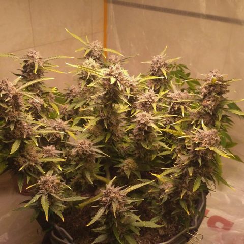 AK 47 Auto growlog timeline photo