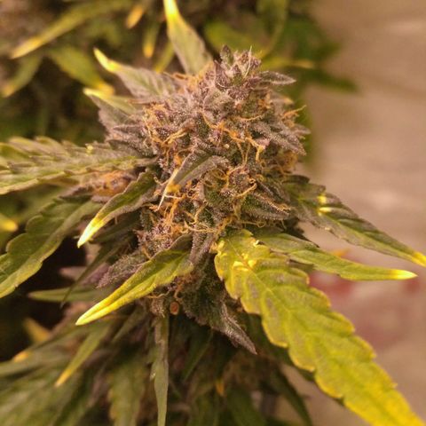 AK 47 Auto growlog timeline photo