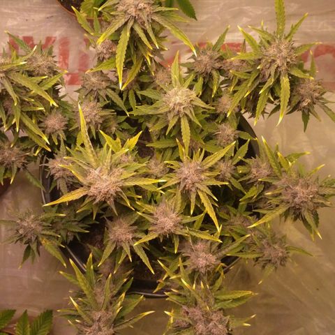 AK 47 Auto growlog timeline photo
