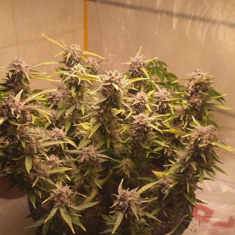 AK 47 Auto growlog timeline photo